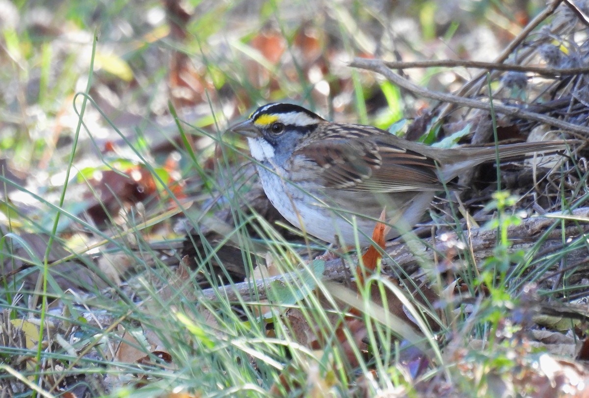 Bruant à gorge blanche - ML644720518