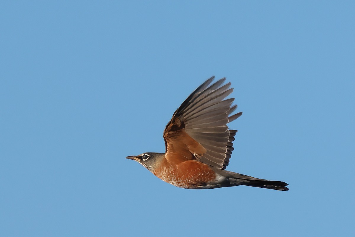 Merle d'Amérique - ML644720519