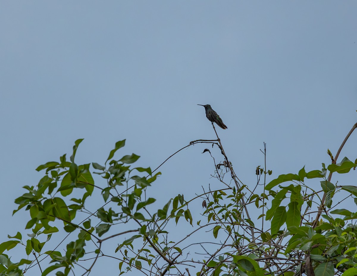 Mango à cravate noire - ML644720520