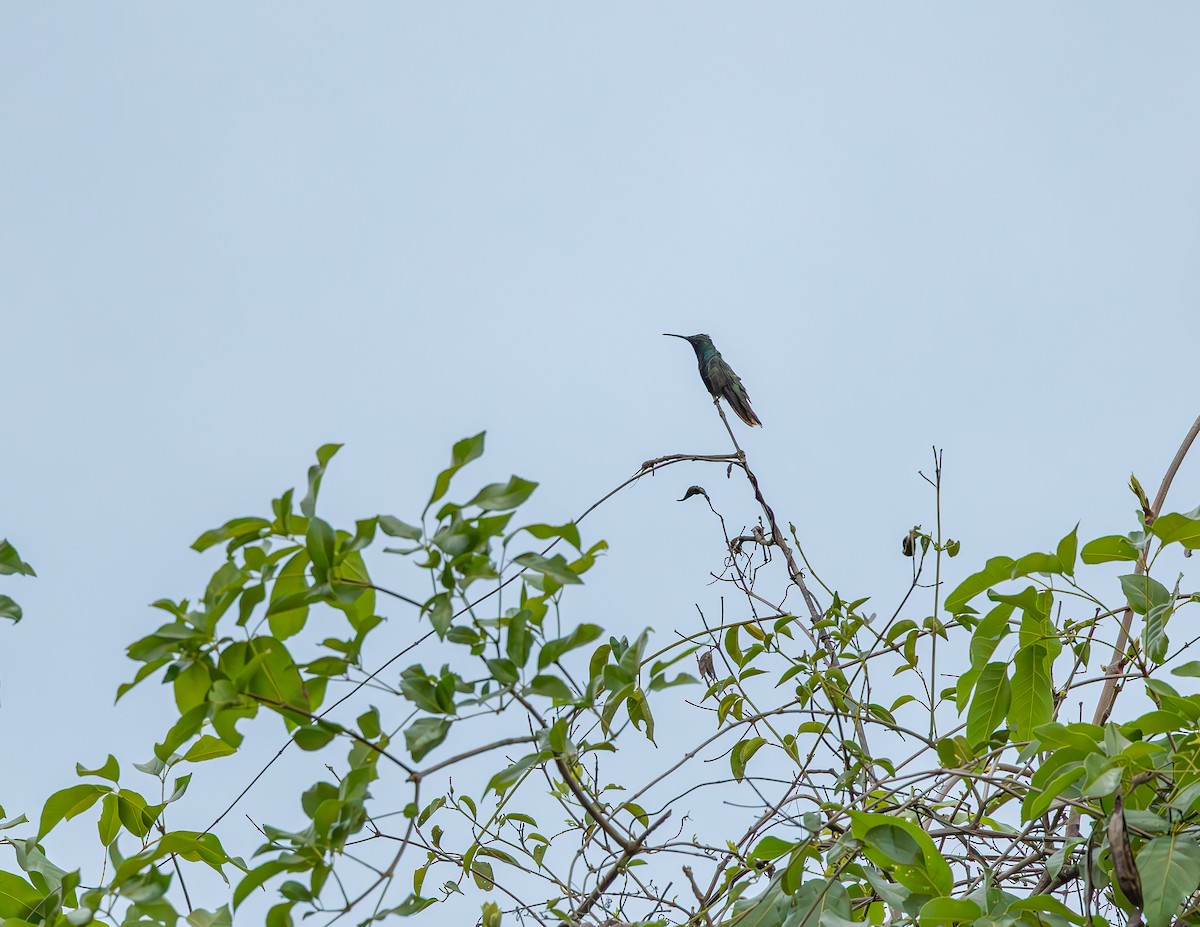 Mango à cravate noire - ML644720521