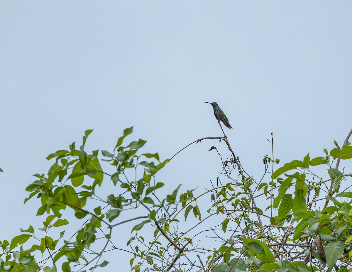 Mango à cravate noire - ML644720522