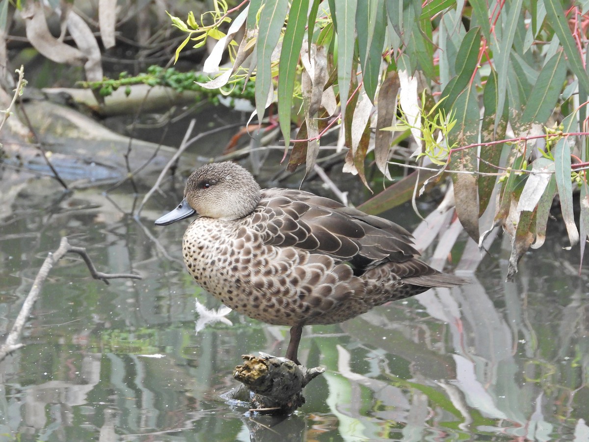 Sarcelle australasienne - ML644720523