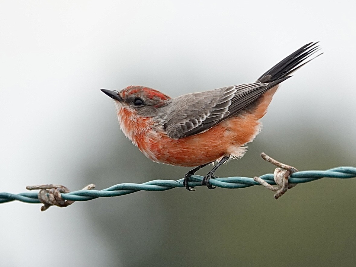 Moucherolle vermillon - ML644720525