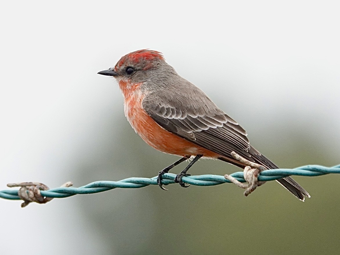 Moucherolle vermillon - ML644720526