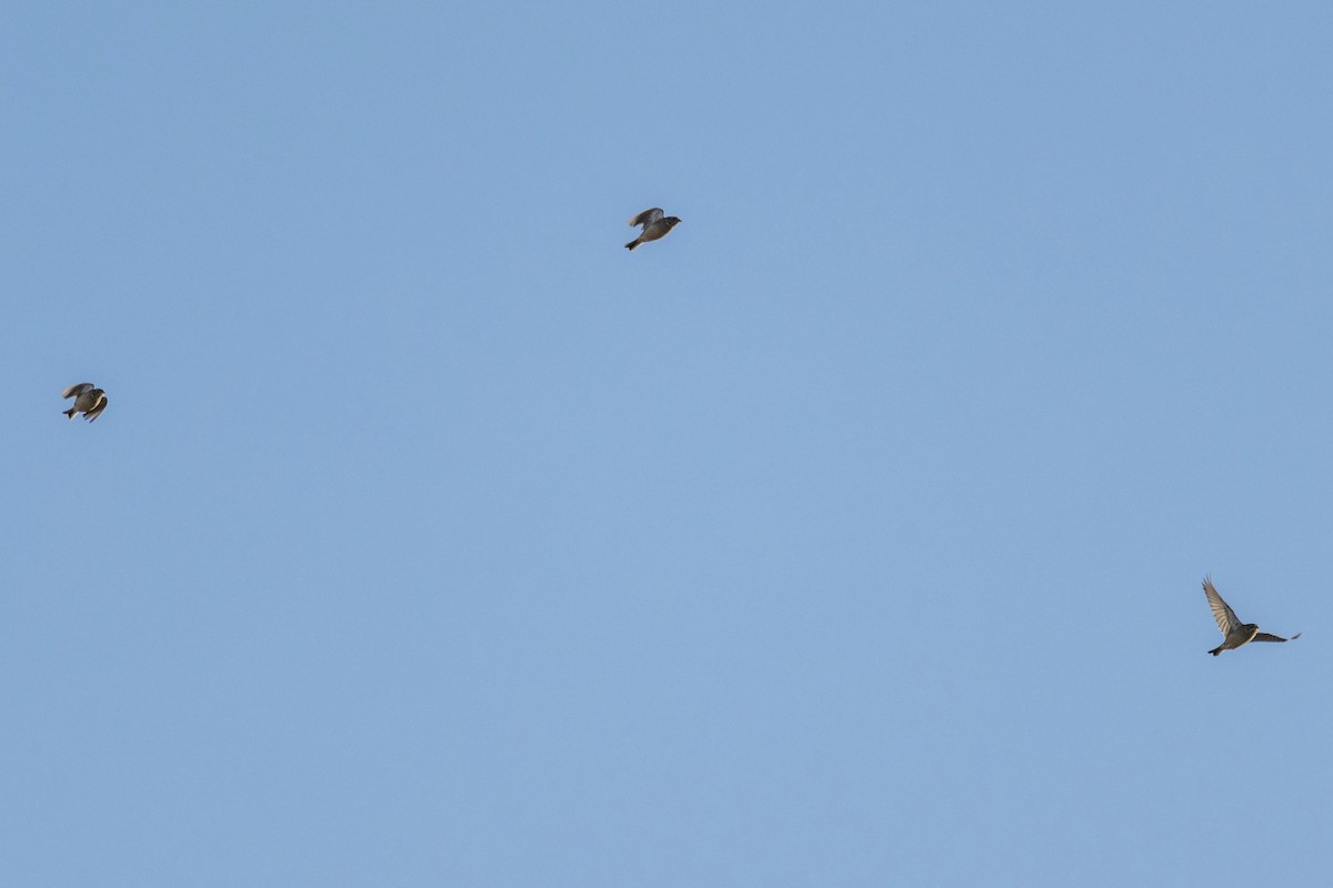 Smith's Longspur - ML644720527