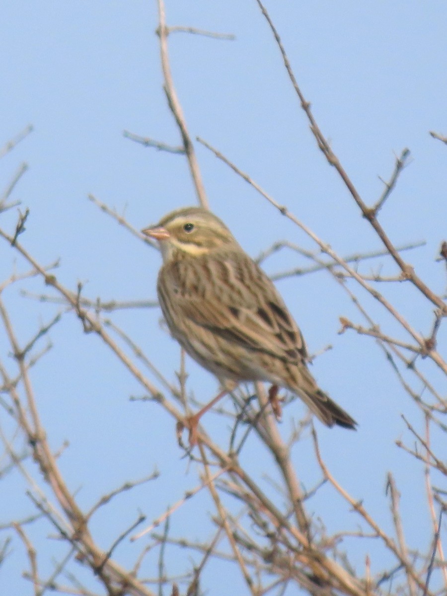 Bruant des prés - ML644720528