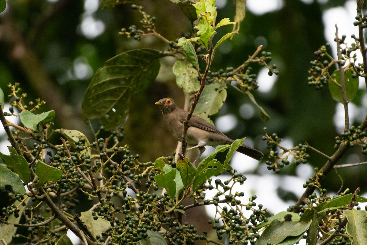Merle à lunettes - ML644720529