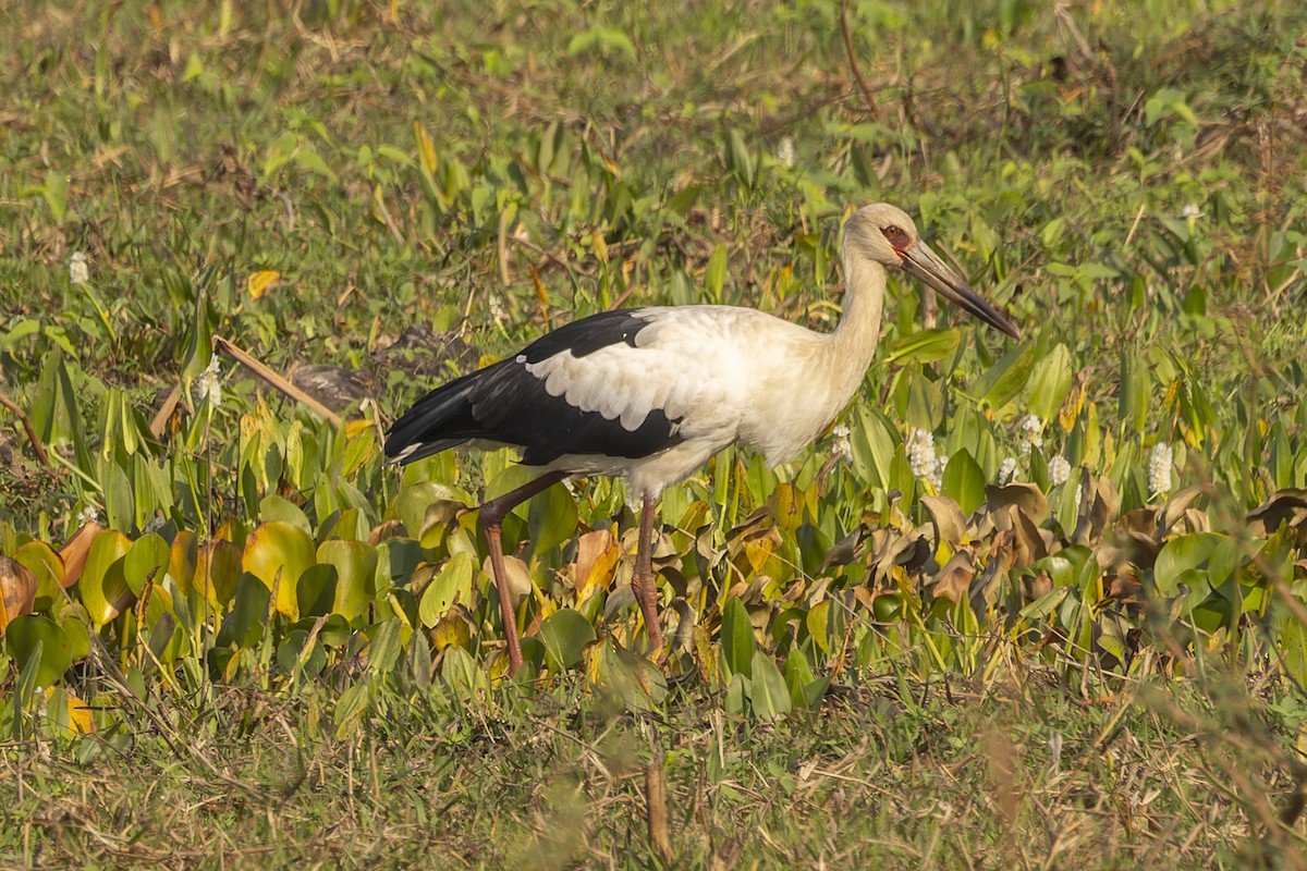 Cigogne maguari - ML644720530