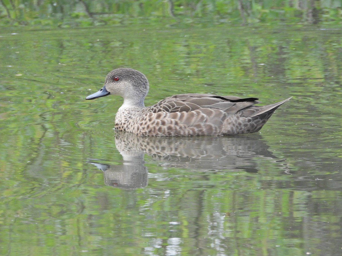 Sarcelle australasienne - ML644720531