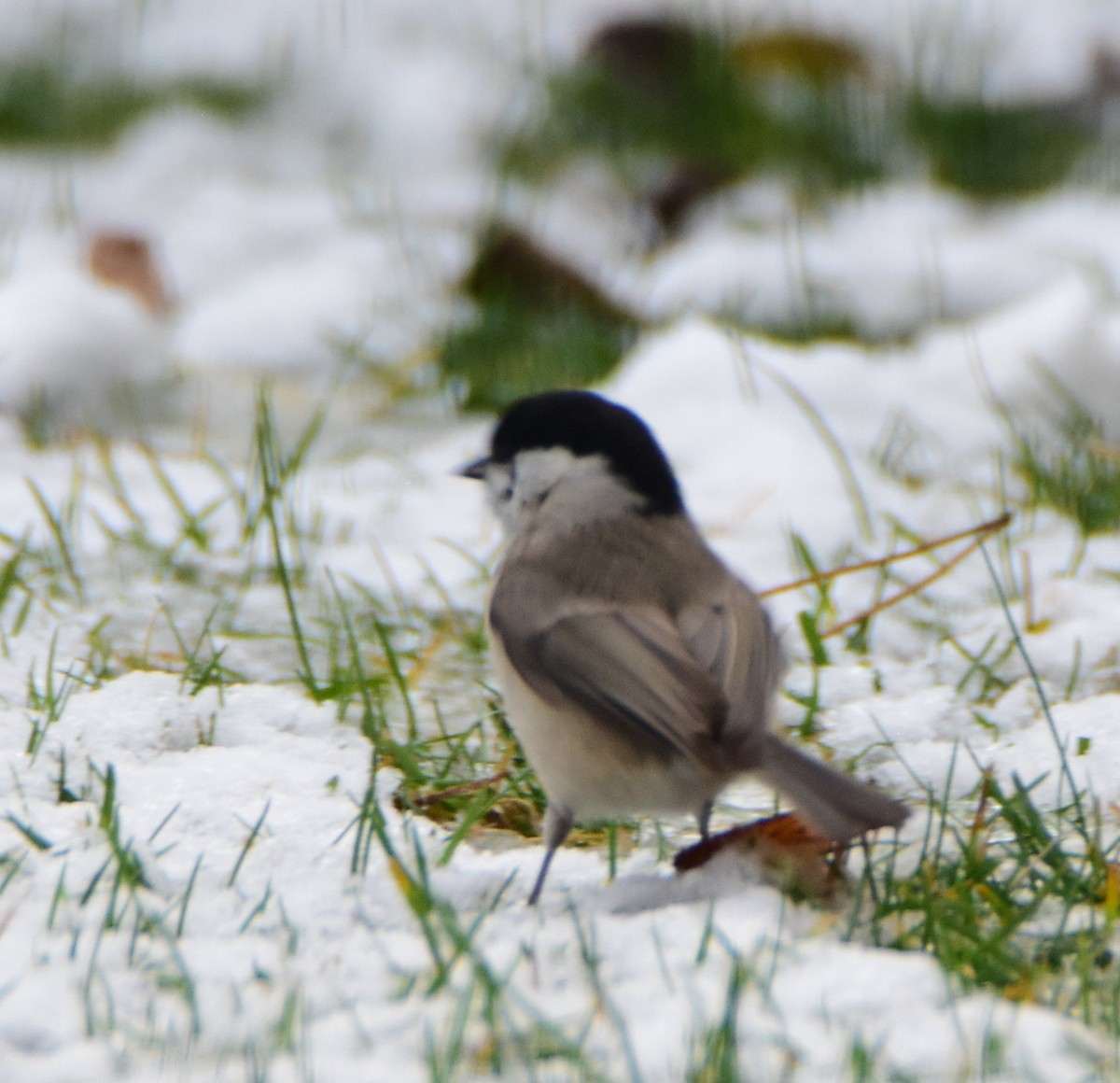 Mésange nonnette - ML644720532