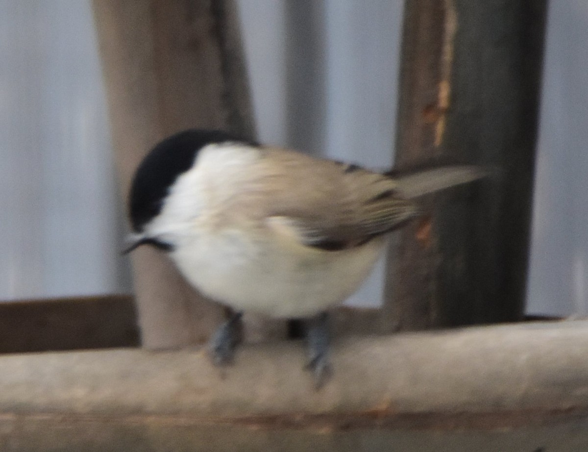 Mésange nonnette - ML644720533