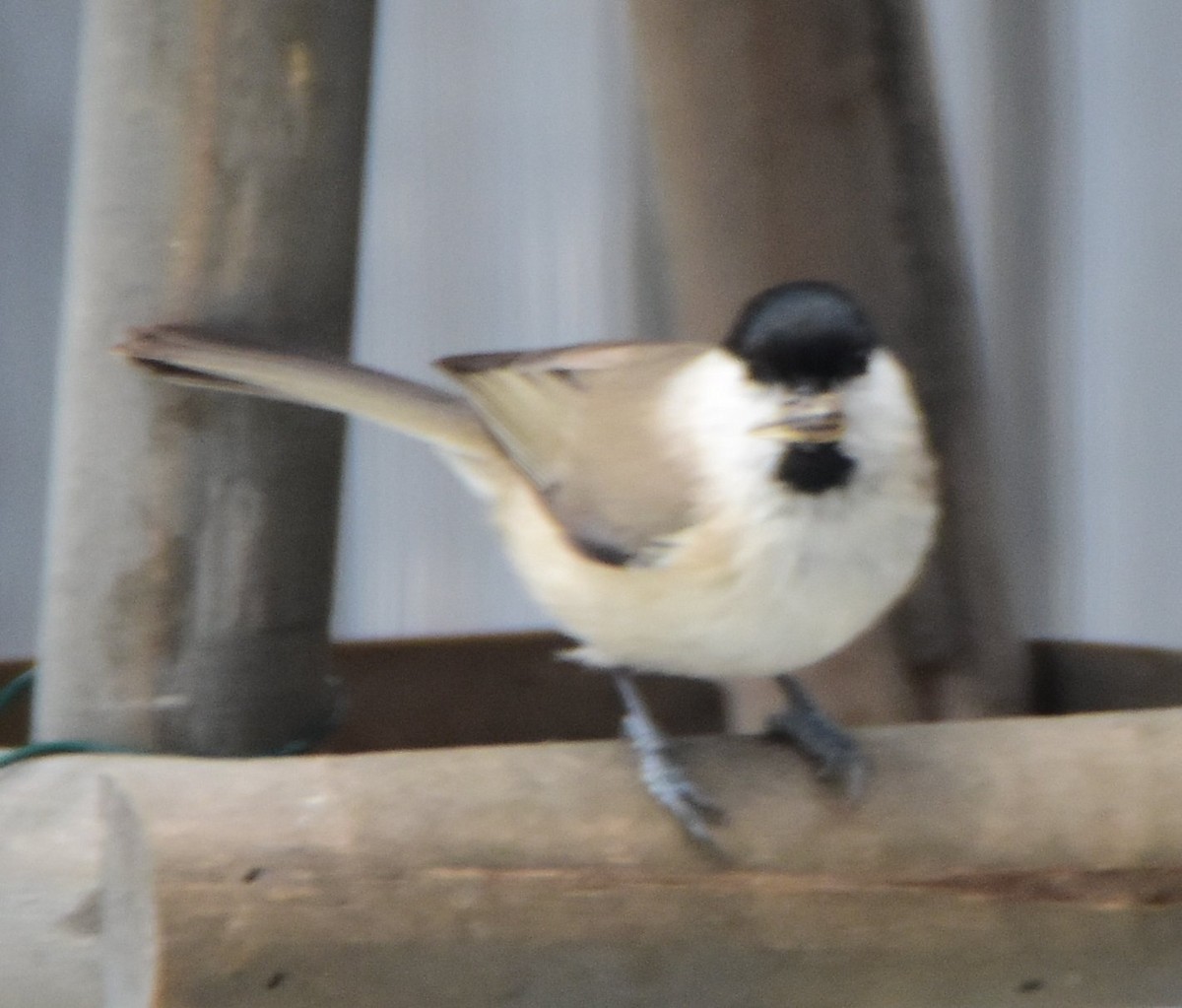 Mésange nonnette - ML644720534