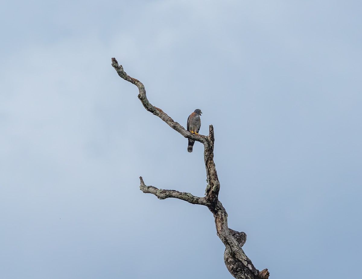 Harpage bidenté - ML644720535