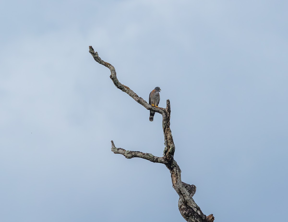 Harpage bidenté - ML644720536