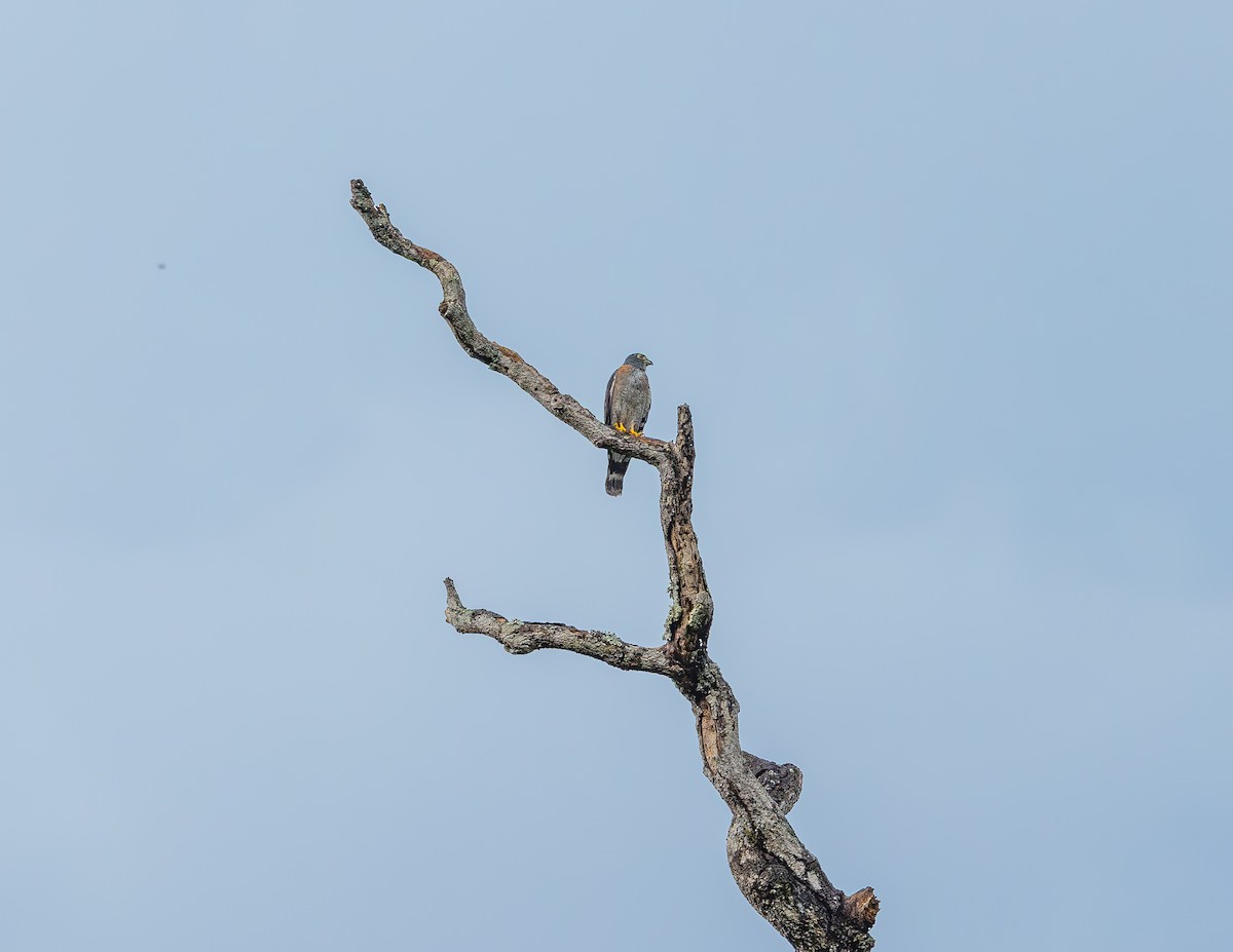 Harpage bidenté - ML644720537