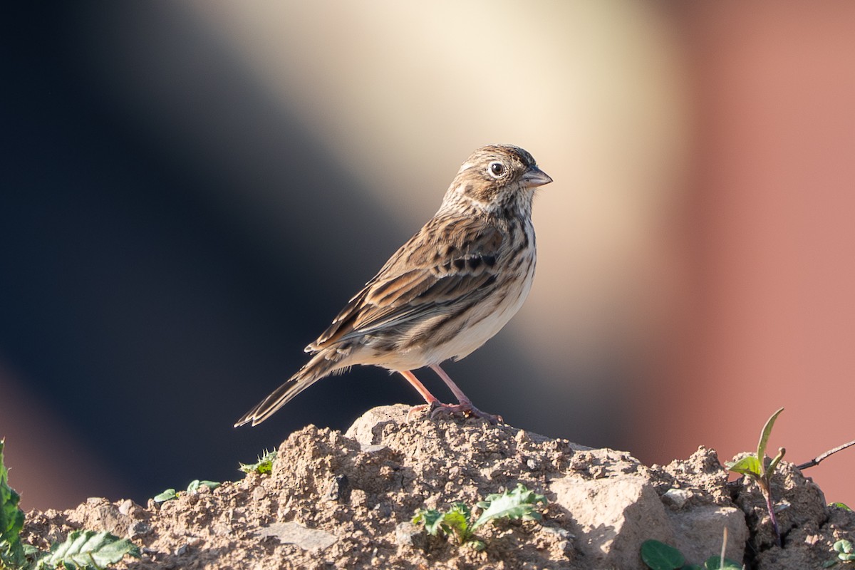 Bruant vespéral - ML644720542