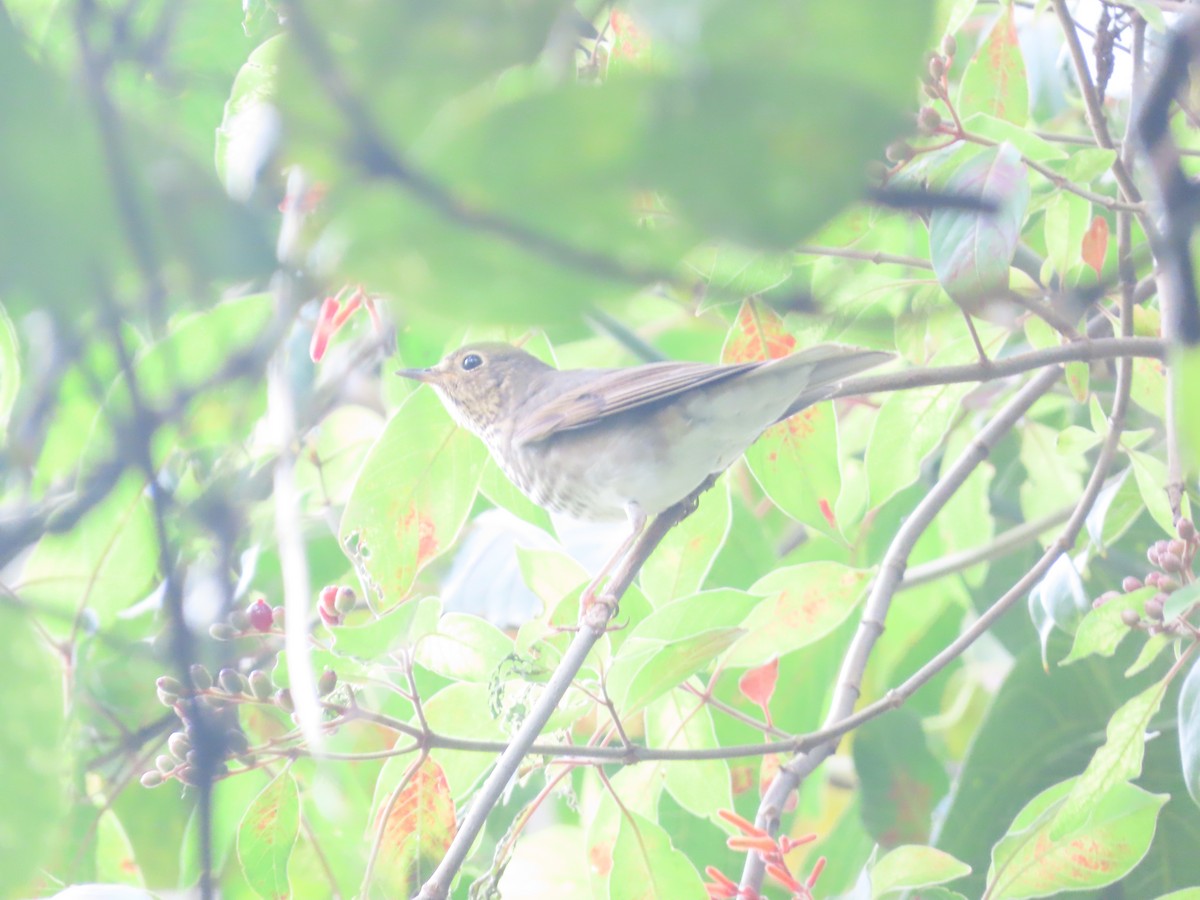 Swainson's Thrush - ML644720545
