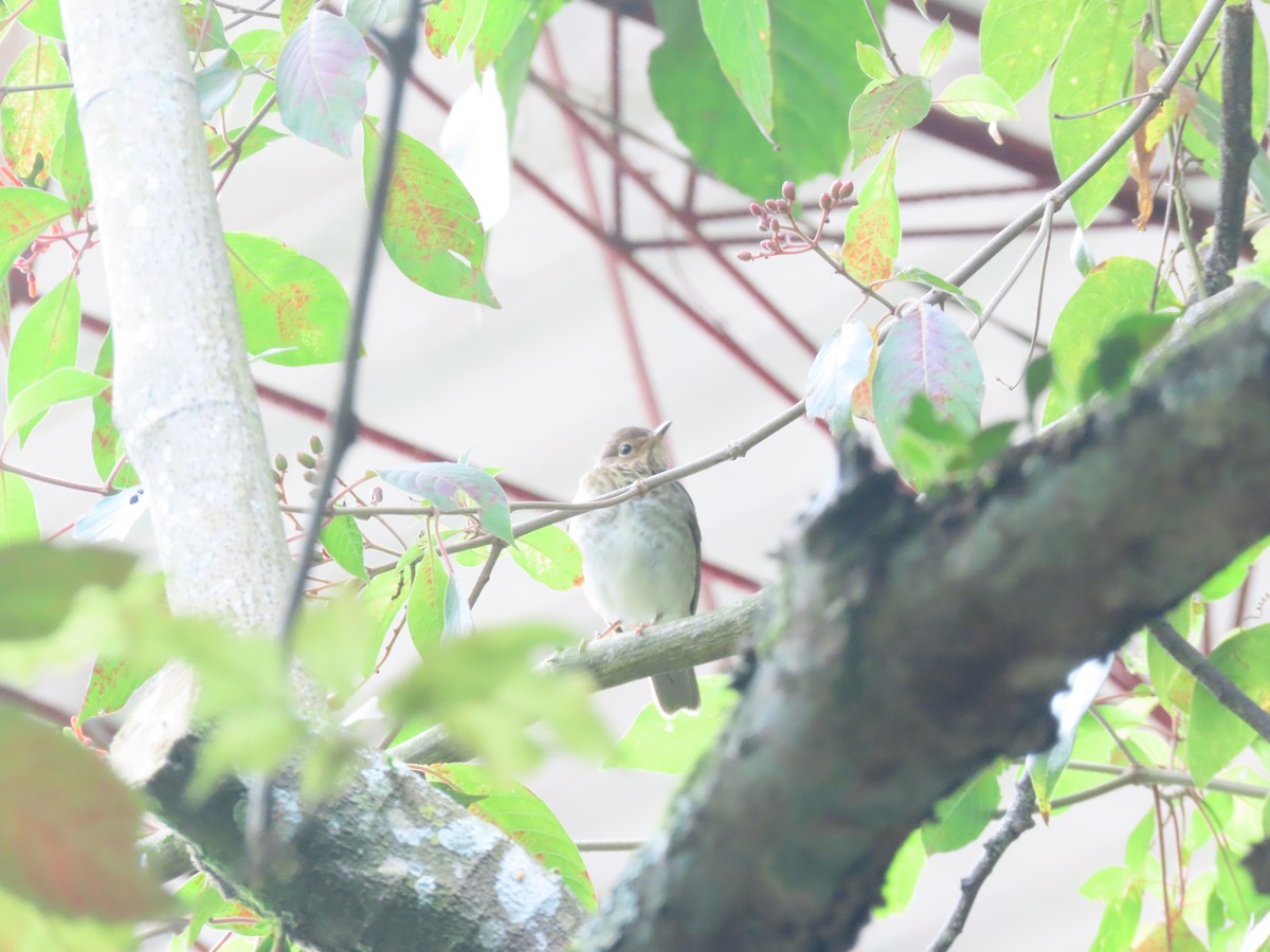 Swainson's Thrush - ML644720546