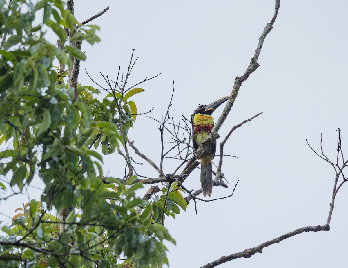Araçari à oreillons roux - ML644720548