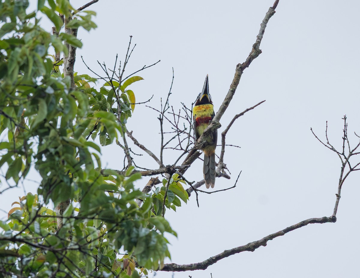 Araçari à oreillons roux - ML644720549