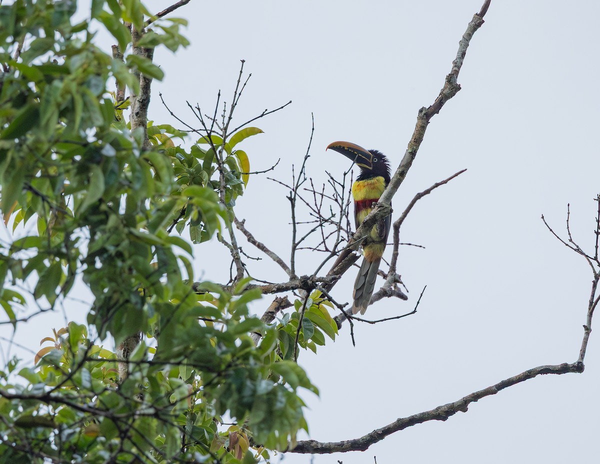 Araçari à oreillons roux - ML644720550