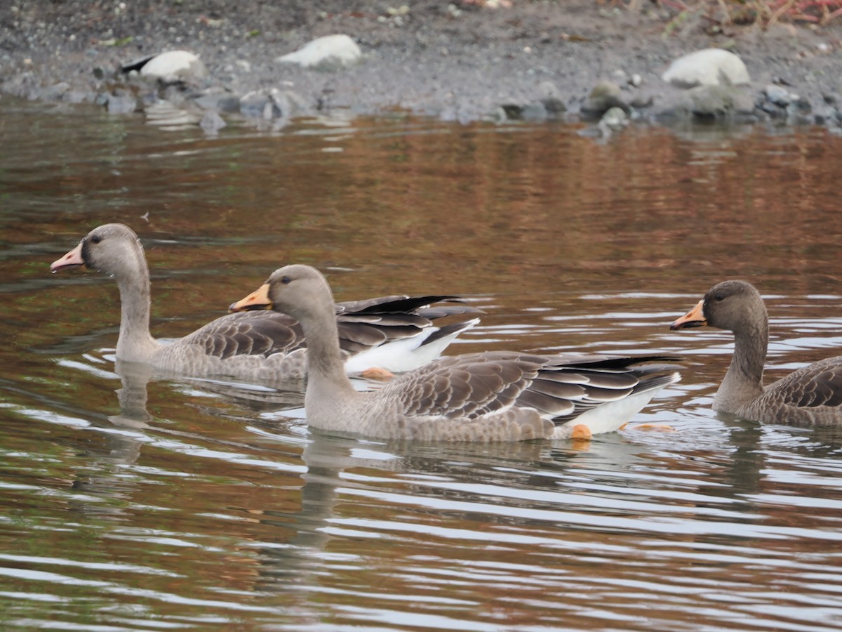 Greater White-fronted Goose - ML644720563