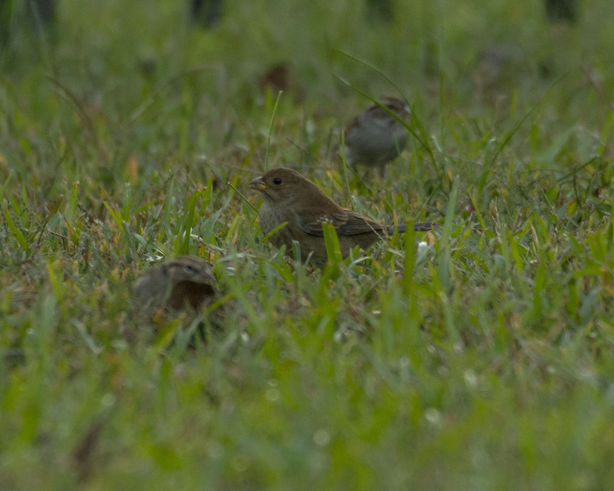 indigospurv - ML644720569