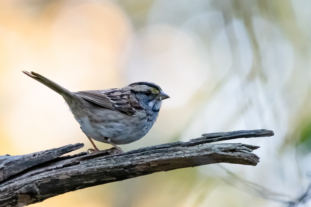 Bruant à gorge blanche - ML644720580