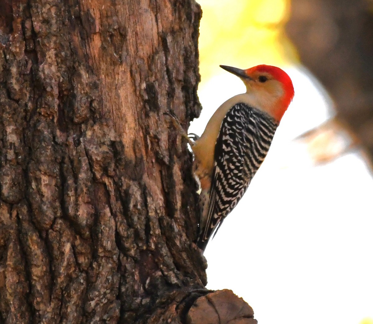 Carolinaspecht - ML644720581