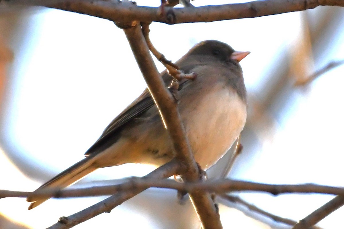 Dark-eyed Junco - ML644720587