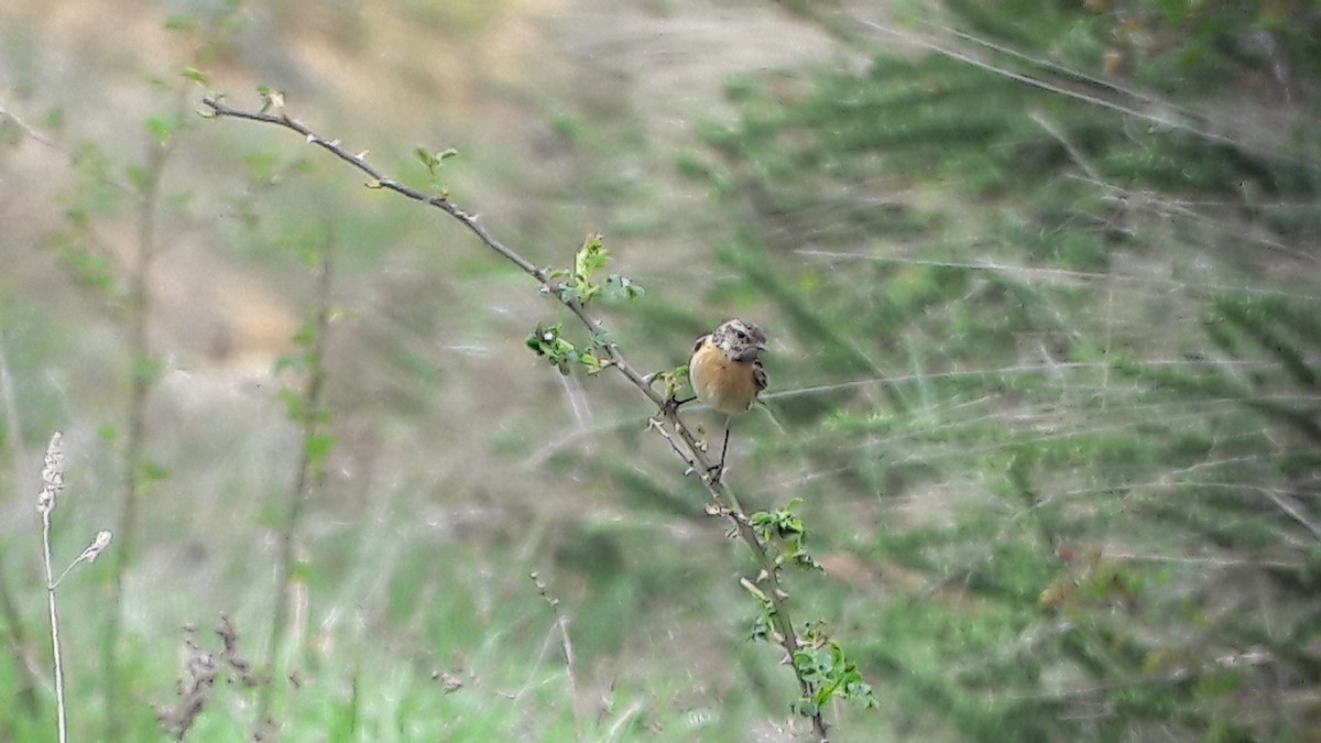 Taşkuşu - ML644720595