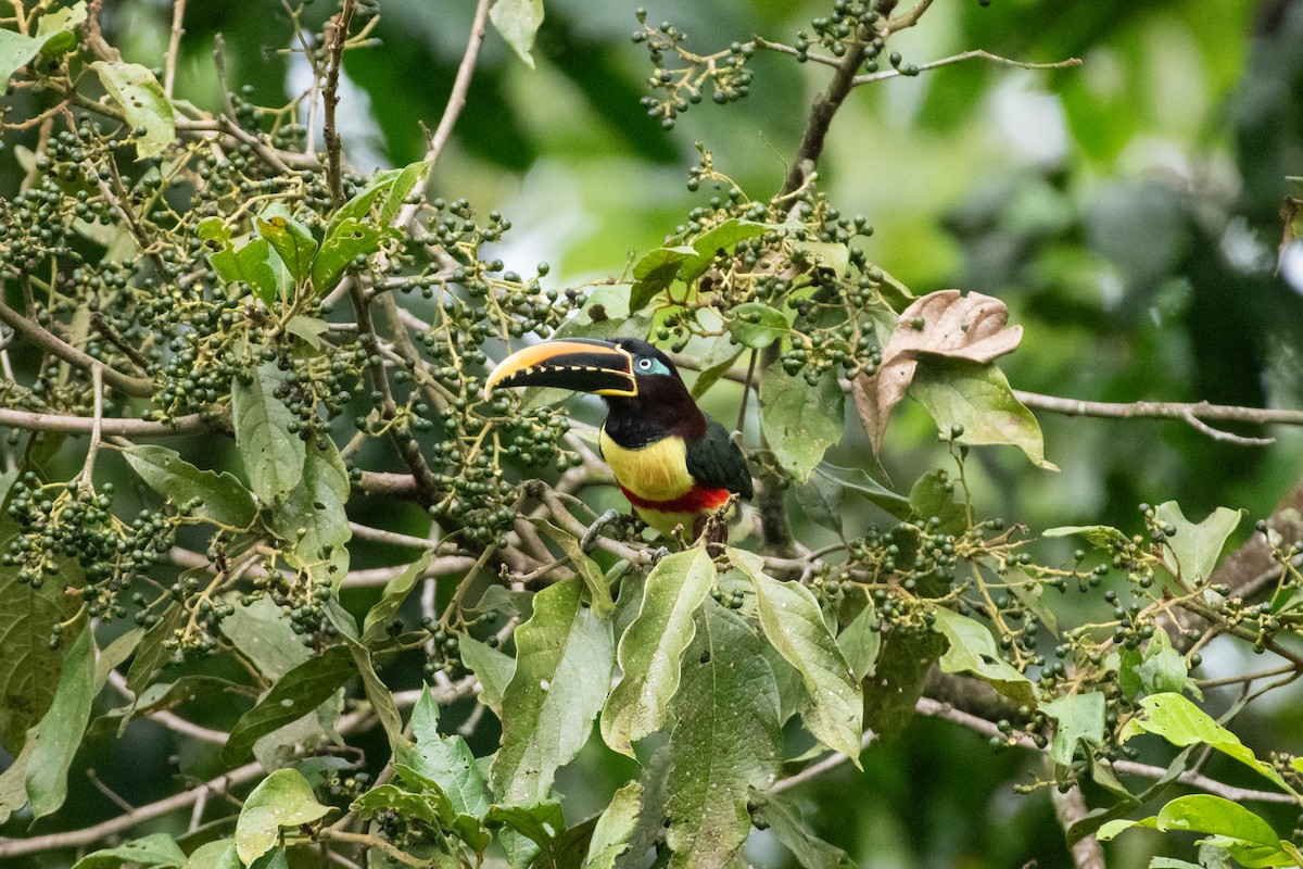 Araçari à oreillons roux - ML644720596