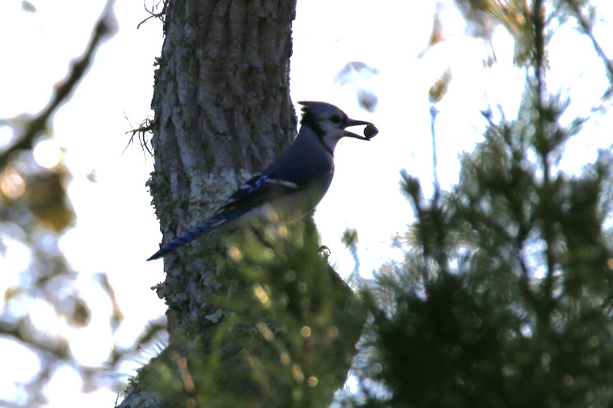 Blue Jay - ML644720602