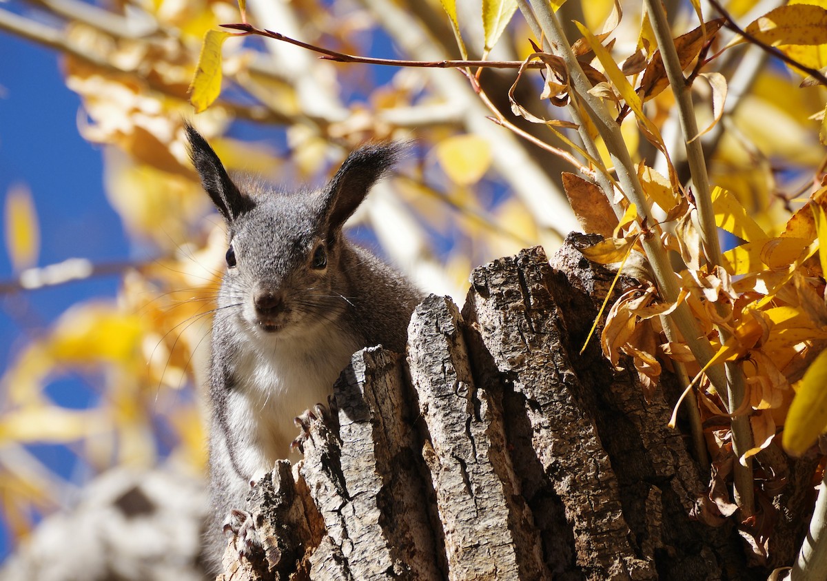 Abert's Squirrel - ML644720611