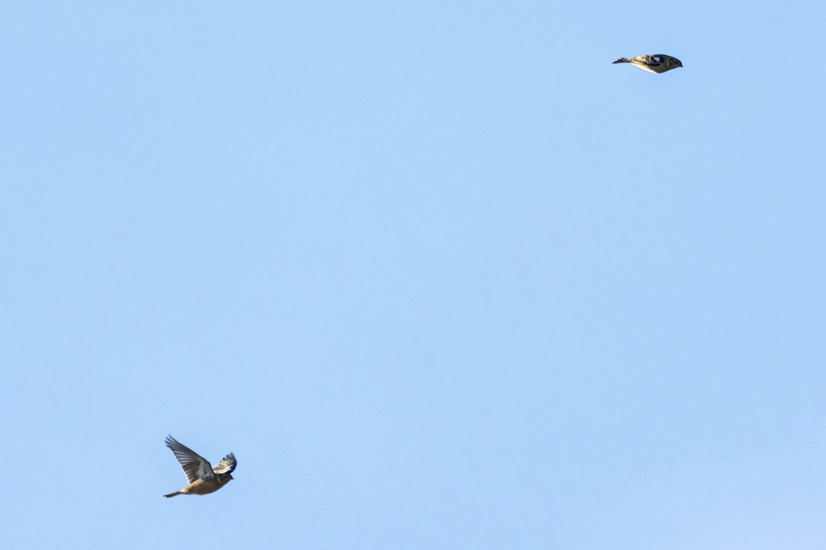 Smith's Longspur - ML644720615