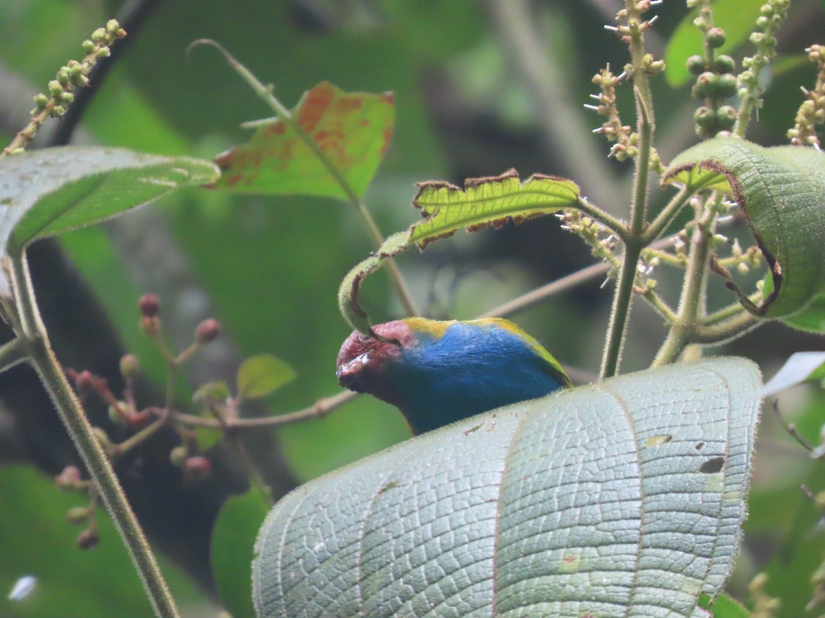 Bay-headed Tanager - ML644720619
