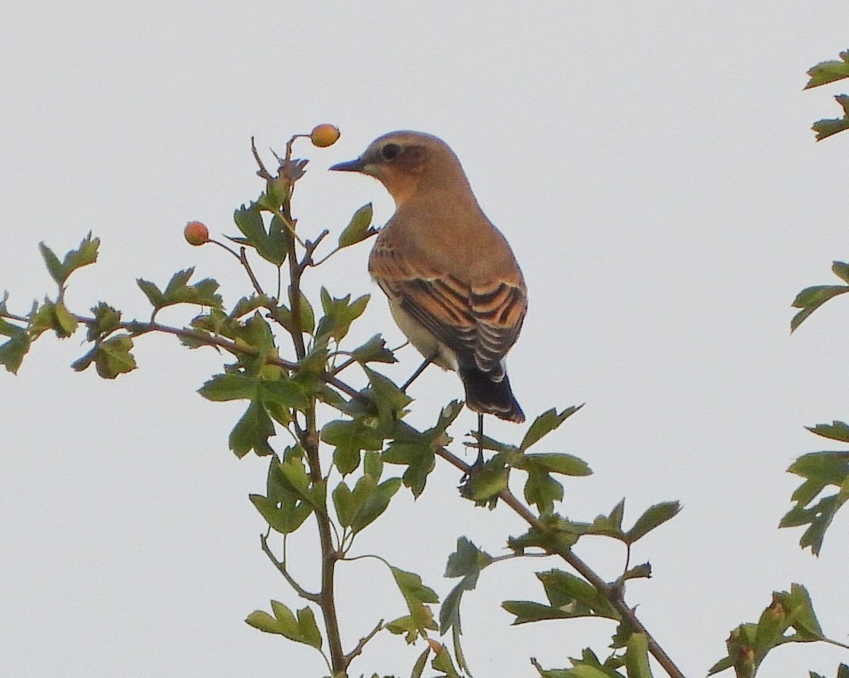 ハシグロヒタキ - ML644720621