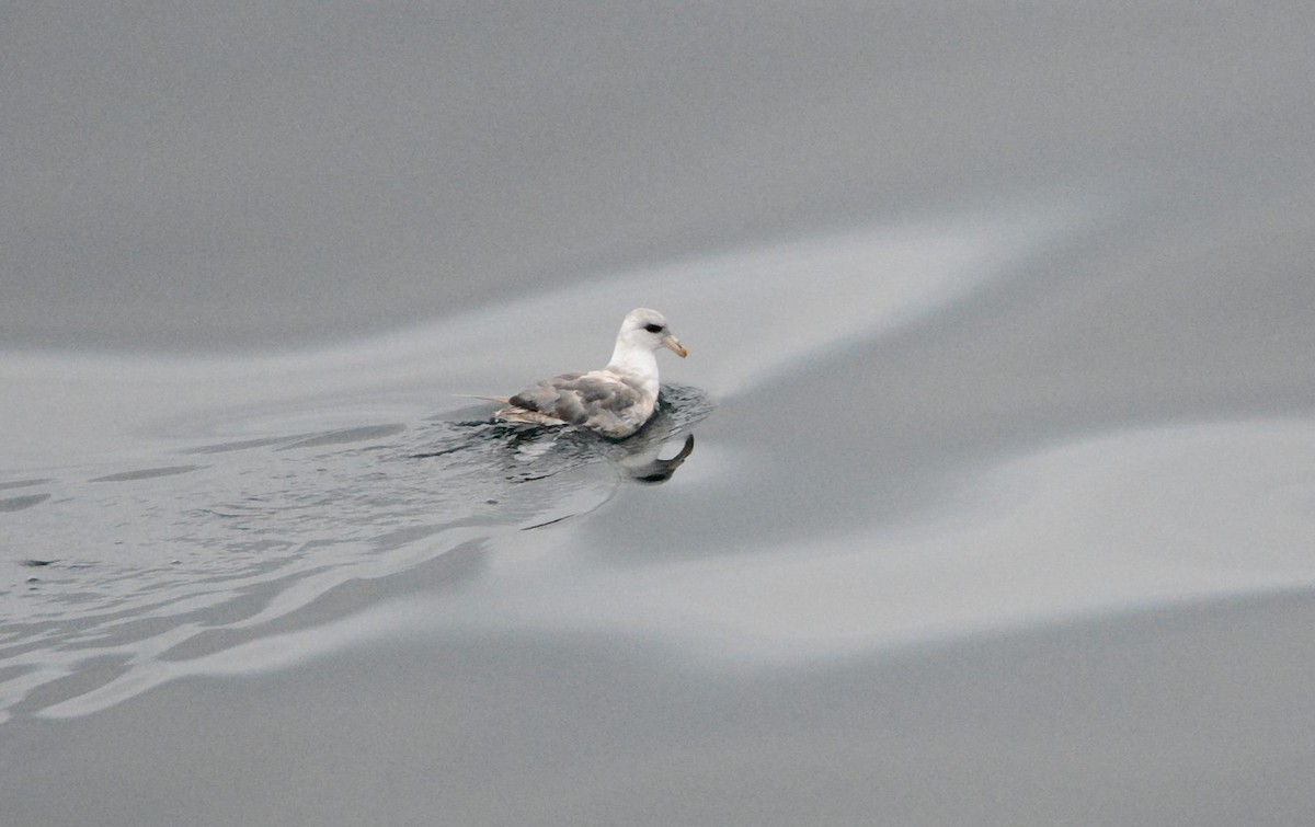 フルマカモメ - ML644720633