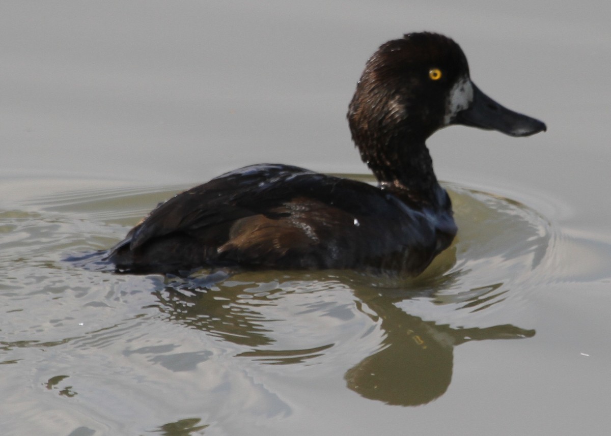 bergand - ML644720634