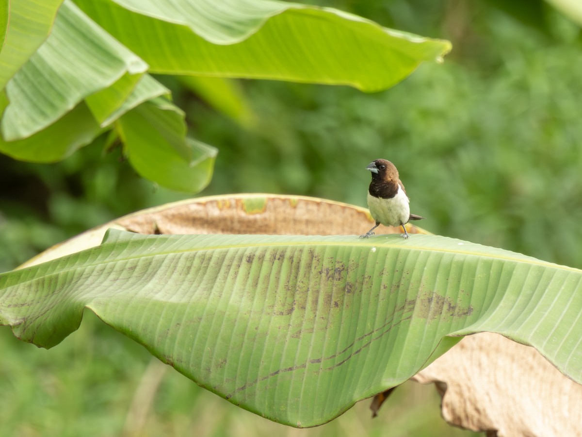 Javan Munia - ML644720638