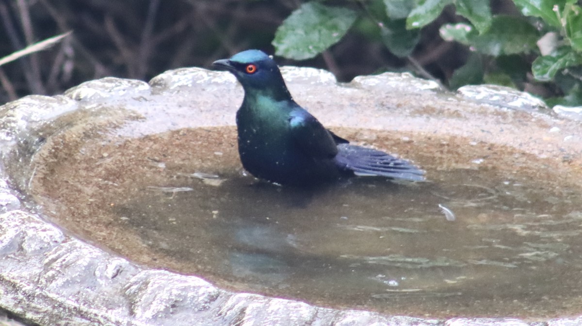 Black-bellied Starling - ML644720646