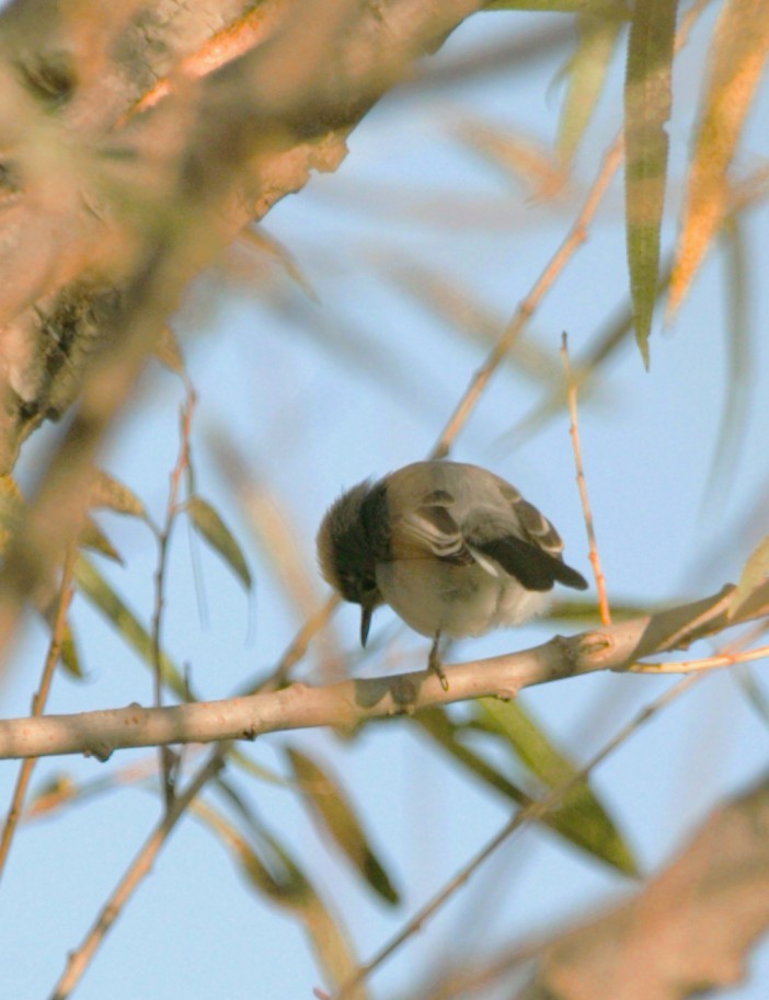 Голубая комароловка - ML644720648