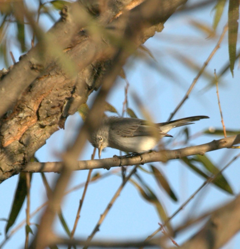 Голубая комароловка - ML644720649