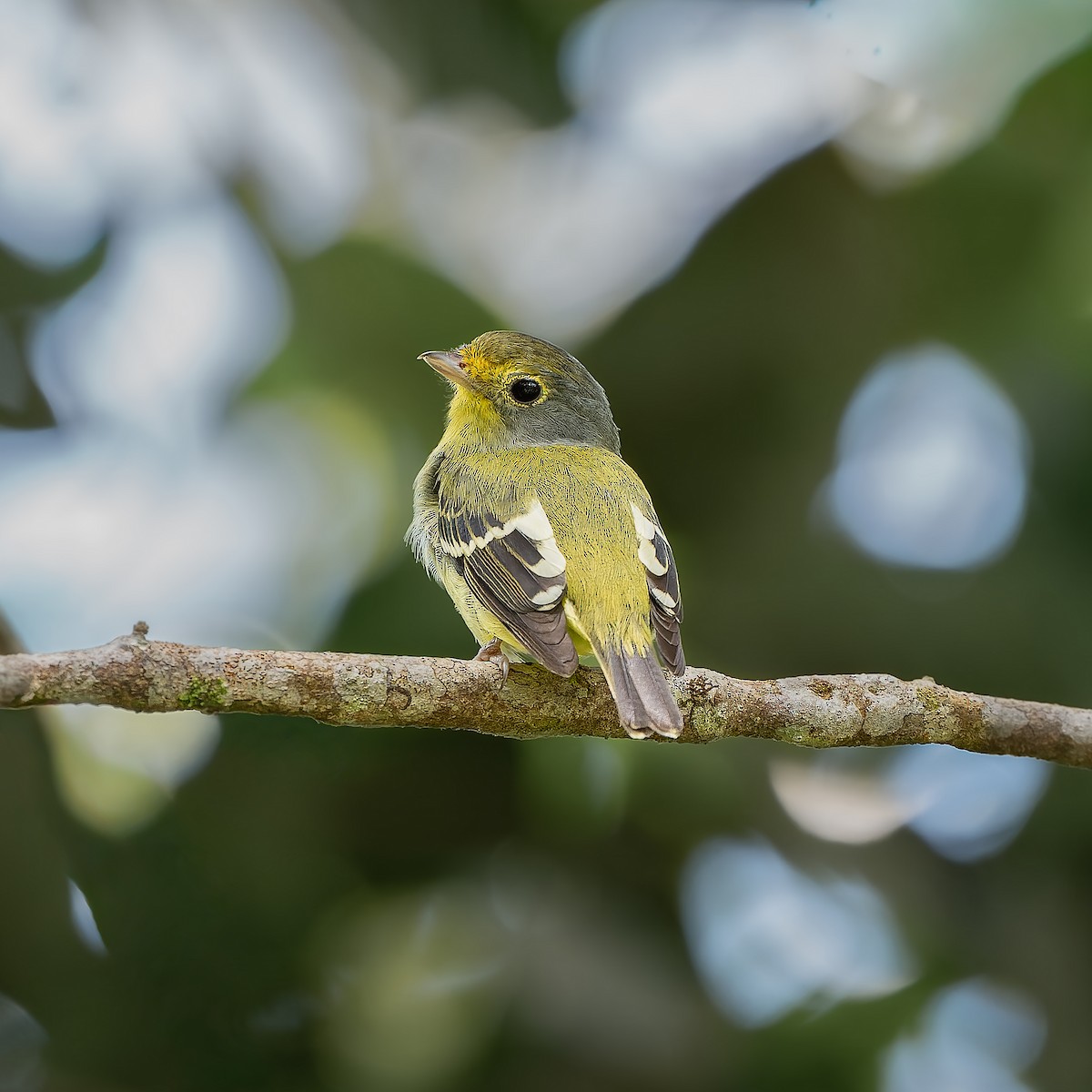 Wing-barred Piprites - ML644720654