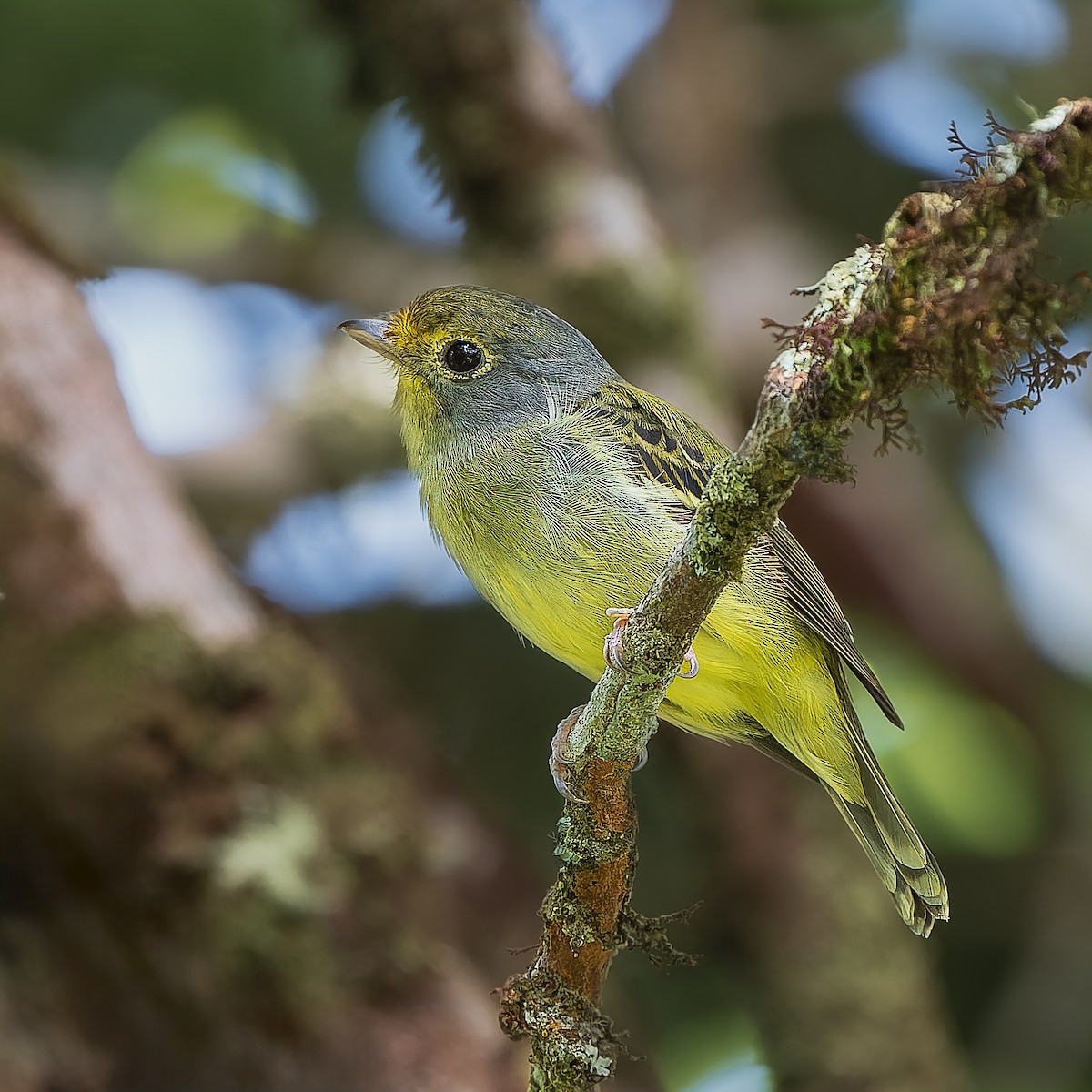 Wing-barred Piprites - ML644720655