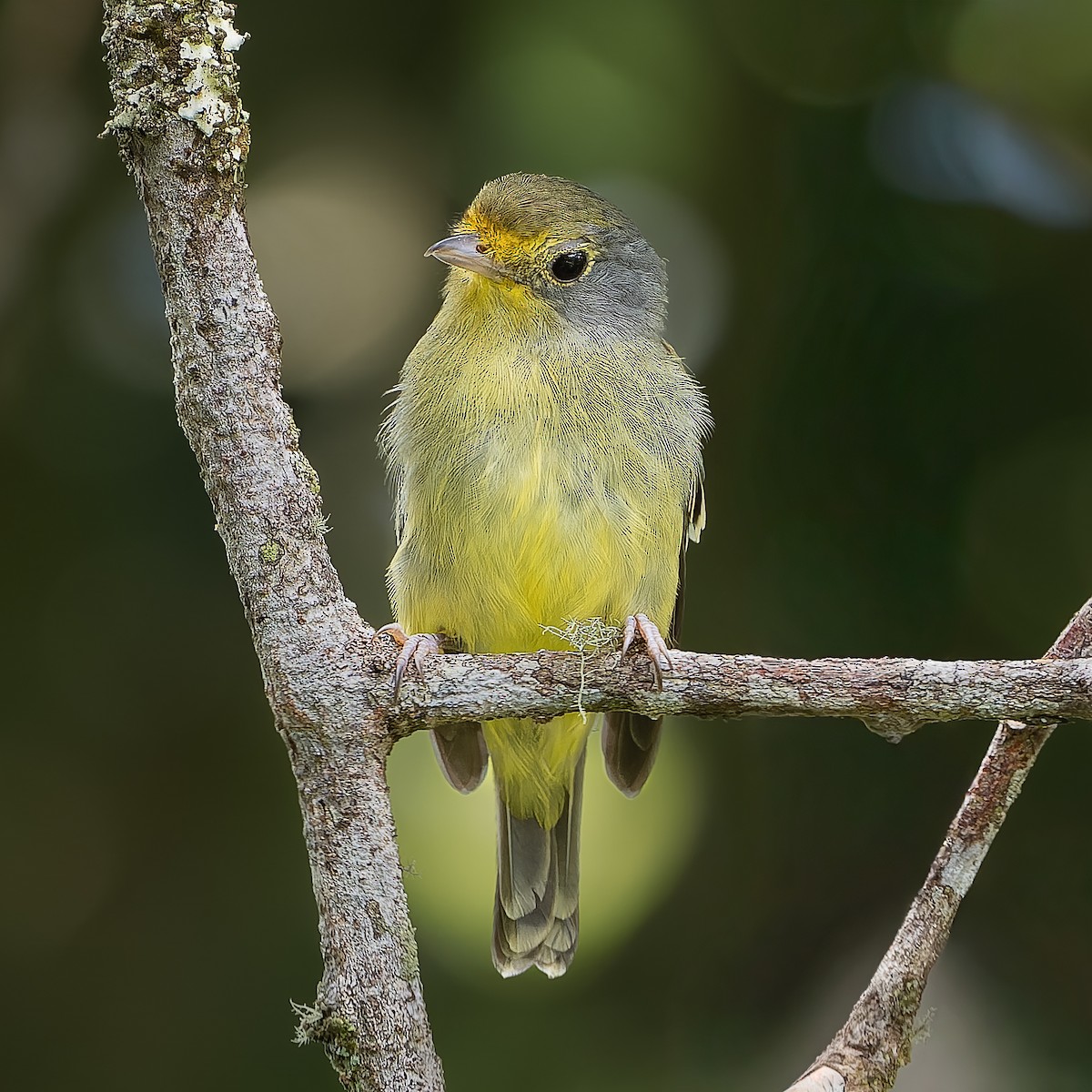 Wing-barred Piprites - ML644720656