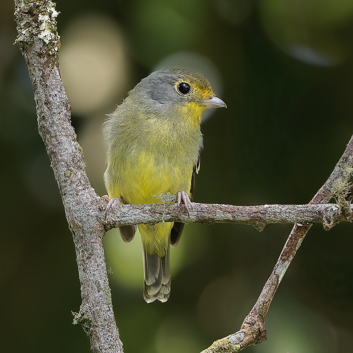 Wing-barred Piprites - ML644720657