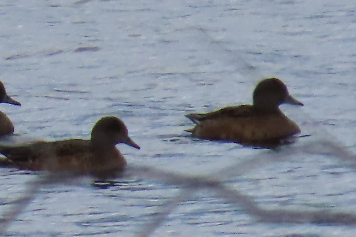 Boz Ördek - ML644720662