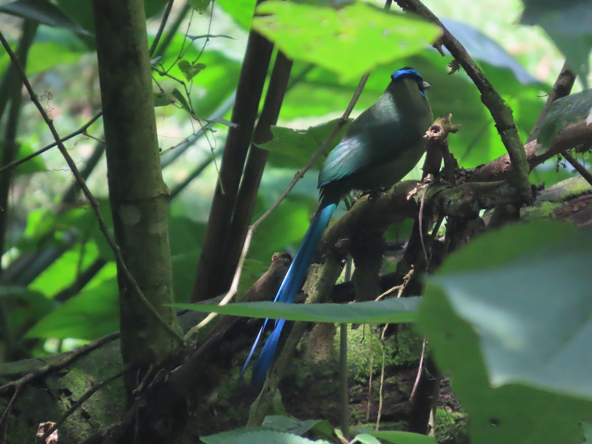 Andean Motmot - ML644720663