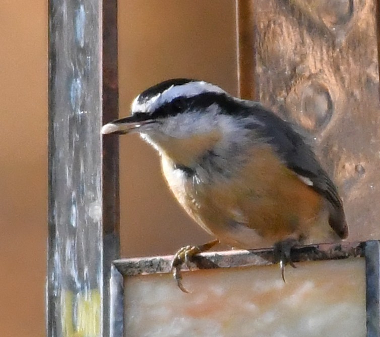 Red-breasted Nuthatch - ML644720664